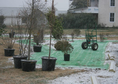 Planting new trees for residential home | Browder-Hite