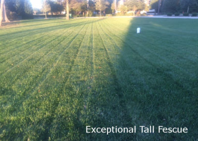 Exceptional tall fescue by Browder-Hite