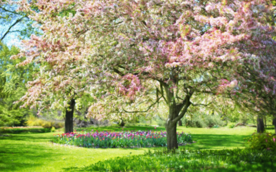 Blossoming Beauty: Preparing Your Landscape for Spring