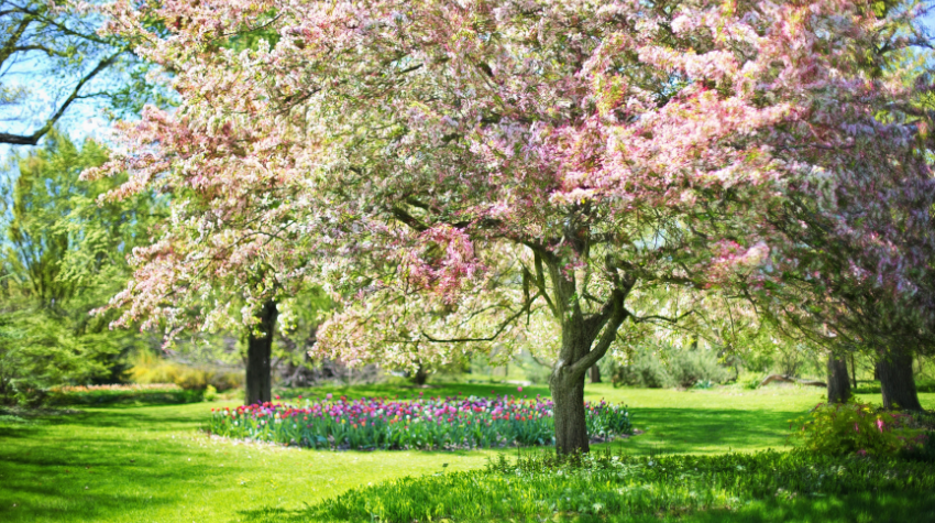 Blossoming Beauty: Preparing Your Landscape for Spring