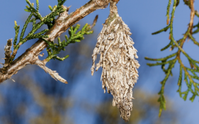 Protecting Your Arborvitaes and Cedar Trees: The Importance of Bagworm Control