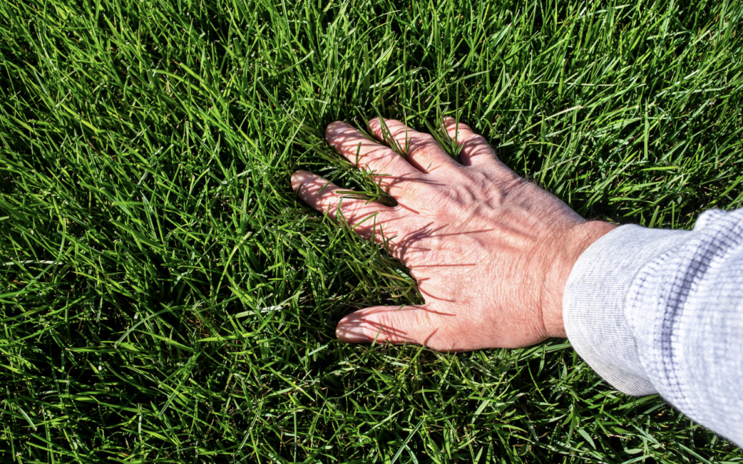 Battling the Below-Ground Menace: Effective Grub Control in Lawns