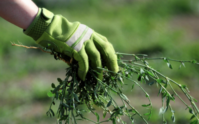 Conquering the Invader: Effective Nutsedge Weed Control Strategies