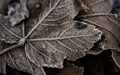 Clearing the Path to a Lush Lawn: Why Leaves Should Be Removed