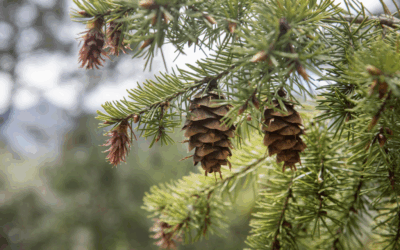 Planting Virginia native trees around the home and in commercial Landscapes