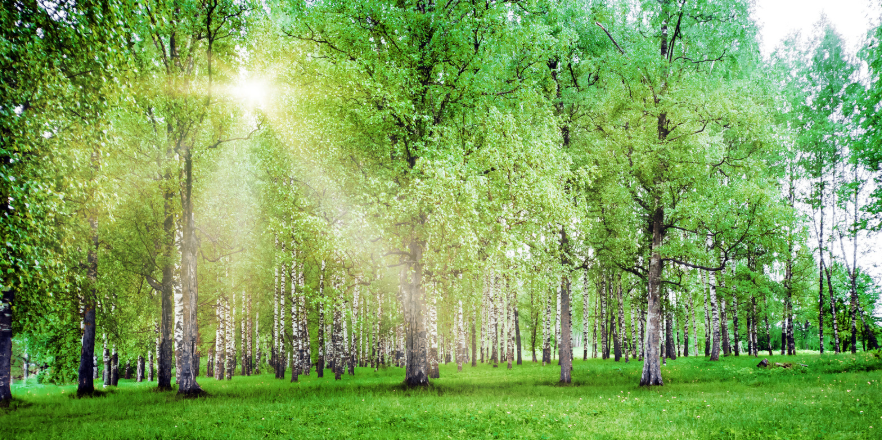 March Tree Selection Guide for Small Yards vs. Large Properties